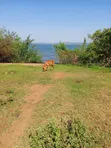 7 Acres on Lake Victoria Shores - 1