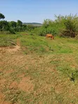 7 Acres on Lake Victoria Shores - 3