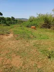 7 Acres on Lake Victoria Shores - 4