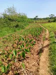 7 Acres on Lake Victoria Shores - 5