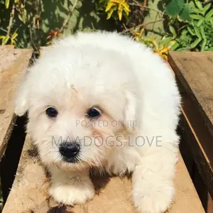 Purebred Maltese Puppies - 1-3 Months Old