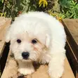 Purebred Maltese Puppies - 1-3 Months Old - 1