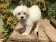 Purebred Maltese Puppies - 1-3 Months Old - 2