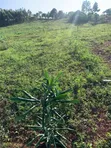 Private Mailo Land with Title in Mpigi - 2