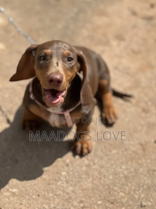 Purebred Miniature Dachshund Puppy (Male) - 1