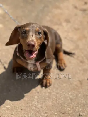 Purebred Miniature Dachshund Puppy (Male)