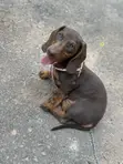 Purebred Miniature Dachshund Puppy (Male) - 2