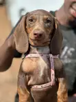 Purebred Miniature Dachshund Puppy (Male) - 3