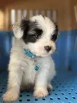 Male Purebred Maltese Puppy (1-3 Months) - 1
