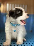 Male Purebred Maltese Puppy (1-3 Months) - 2
