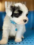 Male Purebred Maltese Puppy (1-3 Months) - 3