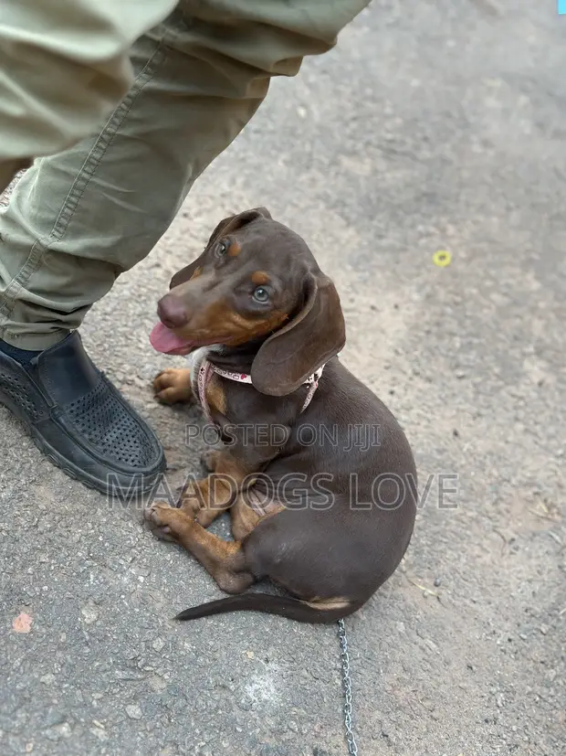 Purebred Female Dachshund, 3-6 Months - 1