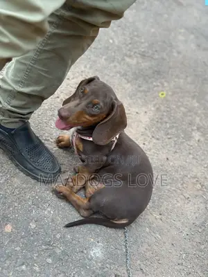 Purebred Female Dachshund, 3-6 Months