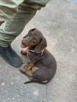 Purebred Female Dachshund, 3-6 Months - 1