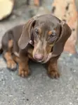 Purebred Female Dachshund, 3-6 Months - 2