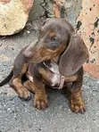 Purebred Female Dachshund, 3-6 Months - 3