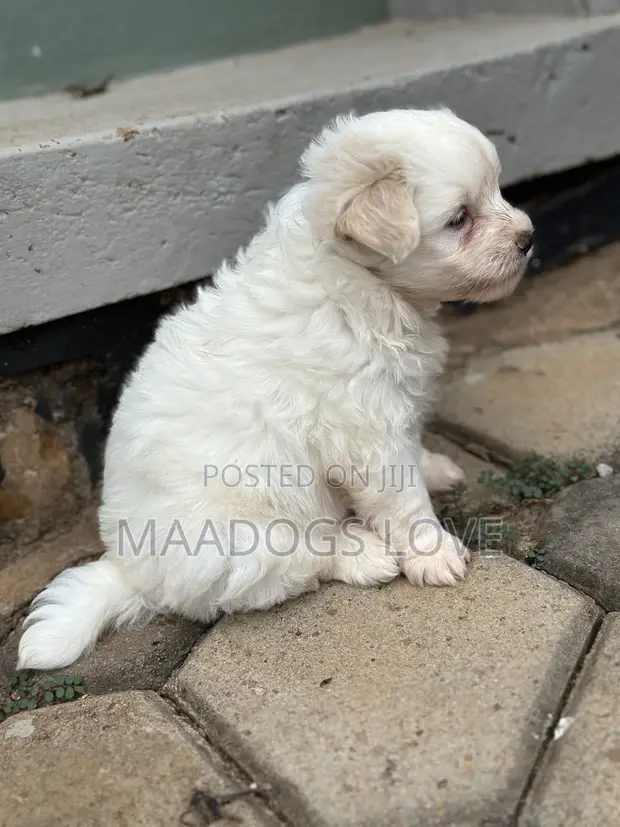 Female Maltese Puppy, 1-3 Months Old - 1