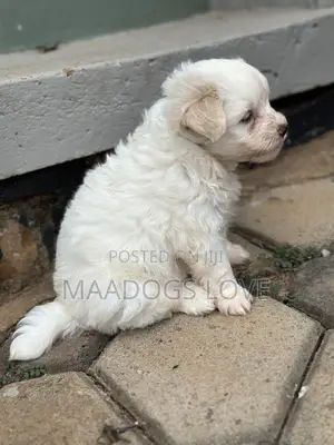 Female Maltese Puppy, 1-3 Months Old