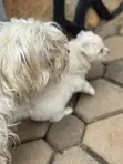 Female Maltese Puppy, 1-3 Months Old - 2