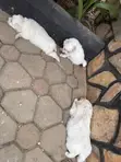 Female Maltese Puppy, 1-3 Months Old - 3