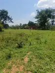Prime Plots for Sale - Gayaza Kiwenda - 1
