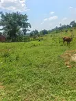 Prime Plots for Sale - Gayaza Kiwenda - 2