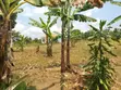 1 Acre Land for Sale - Matugga Kalasa - 1