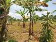 1 Acre Land for Sale - Matugga Kalasa - 2
