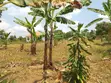 1 Acre Land for Sale - Matugga Kalasa - 3