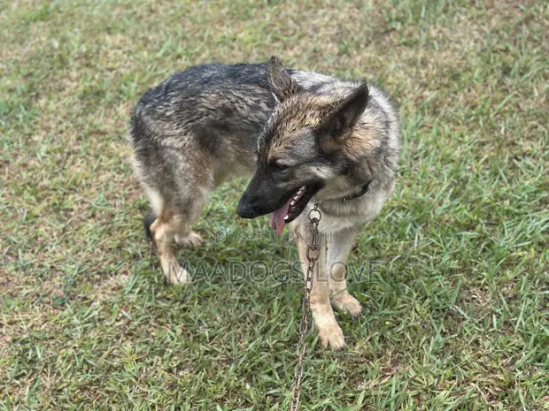 Male German Shepherd, 6-12 Months - 1