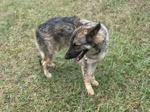 Male German Shepherd, 6-12 Months