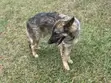 Male German Shepherd, 6-12 Months - 1