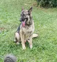 Male German Shepherd, 6-12 Months - 2