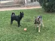 Male German Shepherd, 6-12 Months - 3