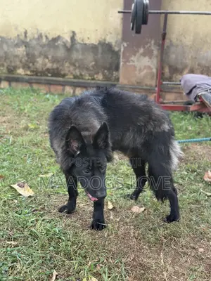 6-12 Month Male Purebred German Shepherd