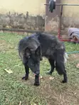 6-12 Month Male Purebred German Shepherd - 1