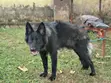 6-12 Month Male Purebred German Shepherd - 2
