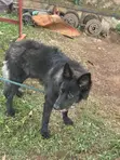 6-12 Month Male Purebred German Shepherd - 3