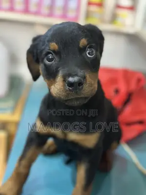 Purebred Rottweiler Puppies (Male)