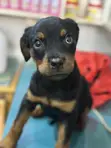 Purebred Rottweiler Puppies (Male) - 1