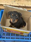 Purebred Rottweiler Puppies (Male) - 2