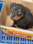 Purebred Rottweiler Puppies (Male) - 3