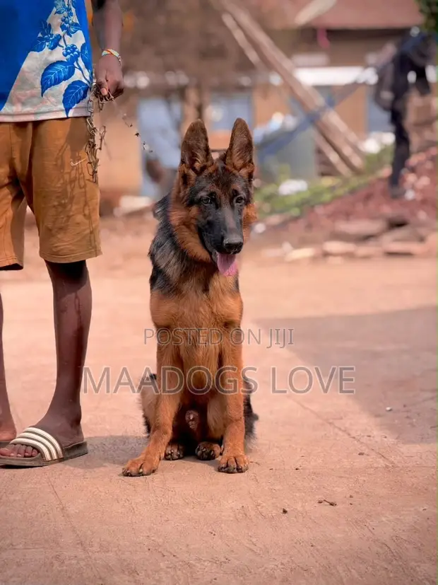 3-6 Month Male Purebred German Shepherd - 1