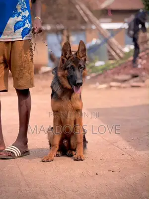 3-6 Month Male Purebred German Shepherd