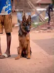 3-6 Month Male Purebred German Shepherd - 1