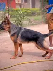 3-6 Month Male Purebred German Shepherd - 2