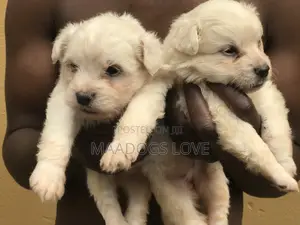 Purebred Maltese Puppies (1-3 Months)