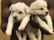 Purebred Maltese Puppies (1-3 Months) - 1