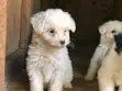 Purebred Maltese Puppies (1-3 Months) - 2