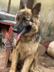 6-12 Month Male Purebred German Shepherd - 1